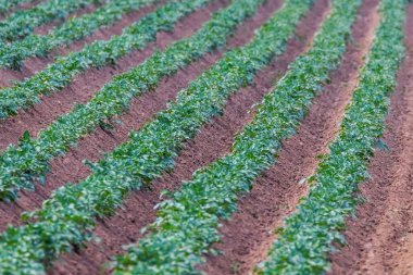 Art arda patates tarlası, yeşil tarla, patates tarlası.