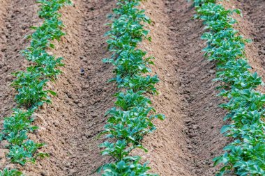 Art arda patates tarlası, yeşil tarla, patates tarlası.