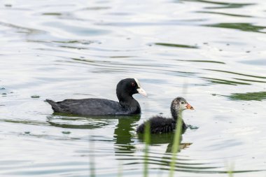 Avrasya Kuzu Ailesi, Avrasya Koyu (Fulica atra)