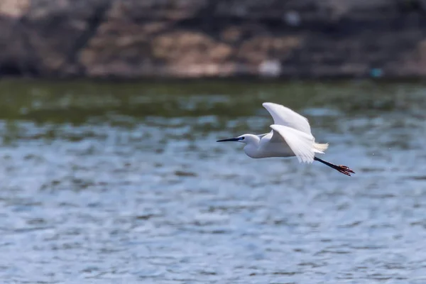 Little Egret Flight Egretta Garzetta Small White Heron — ストック写真