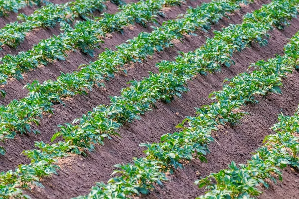 Potato Crops In a Row, Green Field, Potato Field