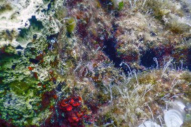 Kamuflajlı Akrep Balığı (Scorpaena scrofa) Kızıl Akrep Balığı