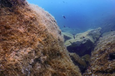 Deniz Yaşamı Su Altında Kayalar Güneş Işığı, Su Altında Yaşam, Vahşi Yaşam