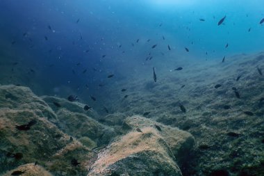 Deniz Yaşamı Su Altında Kayalar Güneş Işığı, Su Altında Yaşam, Vahşi Yaşam