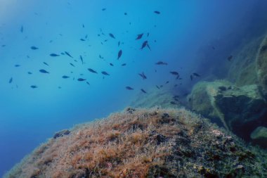 Deniz Yaşamı Su Altında Kayalar Güneş Işığı, Su Altında Yaşam, Vahşi Yaşam