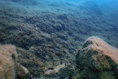 Deniz Yaşamı Su Altında Kayalar Güneş Işığı, Su Altında Yaşam, Vahşi Yaşam