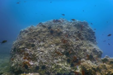 Deniz Yaşamı Su Altında Kayalar Güneş Işığı, Su Altında Yaşam, Vahşi Yaşam
