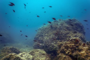 Deniz Yaşamı Su Altında Kayalar Güneş Işığı, Su Altında Yaşam, Vahşi Yaşam