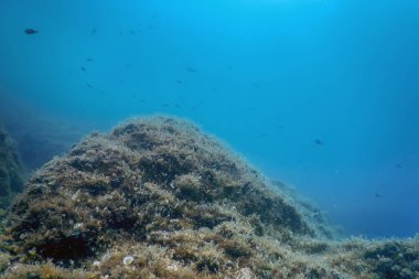 Deniz Yaşamı Su Altında Kayalar Güneş Işığı, Su Altında Yaşam, Vahşi Yaşam