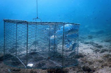 Sualtı balık tuzağı, içerideki balıklar, balık avı.