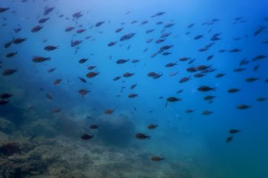 Deniz Yaşamı Su Altında Kayalar Güneş Işığı, Su Altında Yaşam, Vahşi Yaşam