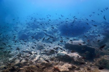 Deniz Yaşamı Su Altında Kayalar Güneş Işığı, Su Altında Yaşam, Vahşi Yaşam