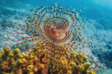 Tubeworm underwater (Sabella spallanzanii) Underwater Sea Life clipart