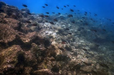Deniz Yaşamı Su Altında Kayalar Güneş Işığı, Su Altında Yaşam, Vahşi Yaşam