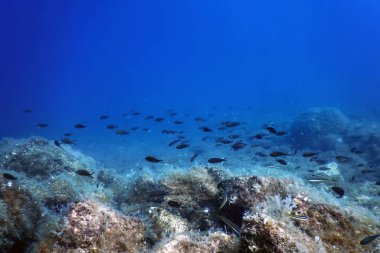 Deniz Yaşamı Su Altında Kayalar Güneş Işığı, Su Altında Yaşam, Vahşi Yaşam