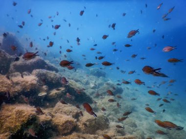 Deniz Yaşamı Su Altında Kayalar Güneş Işığı, Su Altında Yaşam, Vahşi Yaşam