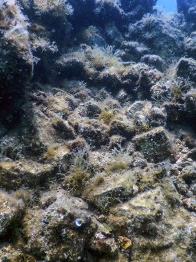 Deniz Yaşamı Su Altında Kayalar Güneş Işığı, Su Altında Yaşam, Vahşi Yaşam