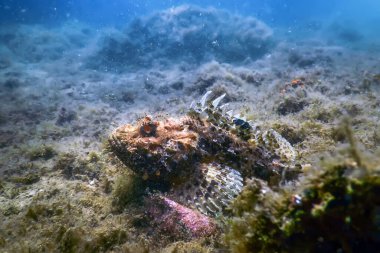Akrep Balığı Su Altında Yaşam. Akrep Balığı (Scorpaena notata) Vahşi Yaşam