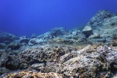 Deniz Yaşamı Su Altında Kayalar Güneş Işığı, Su Altında Yaşam, Vahşi Yaşam