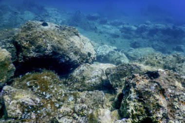 Deniz Yaşamı Su Altında Kayalar Güneş Işığı, Su Altında Yaşam, Vahşi Yaşam