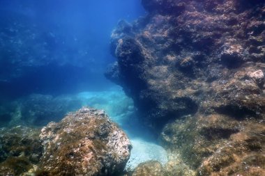 Deniz Yaşamı Su Altında Kayalar Güneş Işığı, Su Altında Yaşam, Vahşi Yaşam