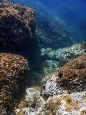 Deniz Yaşamı Su Altında Kayalar Güneş Işığı, Su Altında Yaşam, Vahşi Yaşam