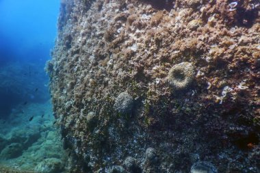 Deniz Yaşamı Su Altında Kayalar Güneş Işığı, Su Altında Yaşam, Vahşi Yaşam