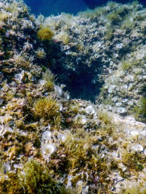 Deniz Yaşamı Su Altında Kayalar Güneş Işığı, Su Altında Yaşam, Vahşi Yaşam