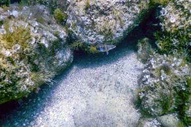Deniz Yaşamı Su Altında Kayalar Güneş Işığı, Su Altında Yaşam, Vahşi Yaşam