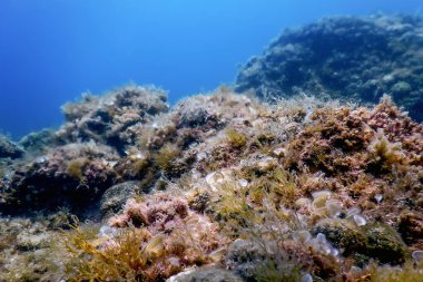 Deniz Yaşamı Su Altında Kayalar Güneş Işığı, Su Altında Yaşam, Vahşi Yaşam