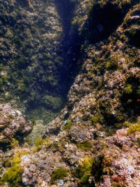 Deniz Yaşamı Su Altında Kayalar Güneş Işığı, Su Altında Yaşam, Vahşi Yaşam