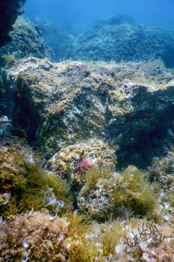 Deniz Yaşamı Su Altında Kayalar Güneş Işığı, Su Altında Yaşam, Vahşi Yaşam