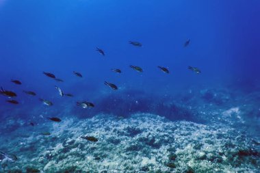 Deniz Yaşamı Su Altında Kayalar Güneş Işığı, Su Altında Yaşam, Vahşi Yaşam