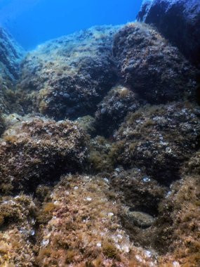 Deniz Yaşamı Su Altında Kayalar Güneş Işığı, Su Altında Yaşam, Vahşi Yaşam