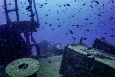 Gemi enkazındaki vahşi yaşam, sualtı dünyası yaban hayatı
