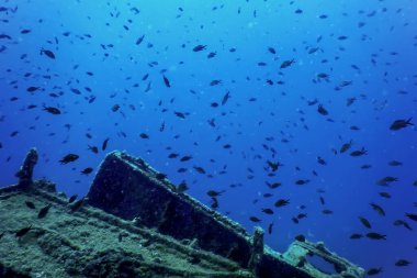 Gemi enkazındaki vahşi yaşam, sualtı dünyası yaban hayatı