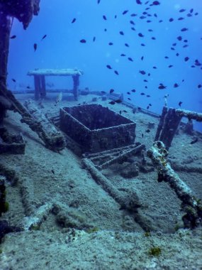 Gemi enkazındaki vahşi yaşam, sualtı dünyası yaban hayatı