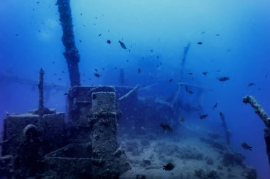 Gemi enkazındaki vahşi yaşam, sualtı dünyası yaban hayatı