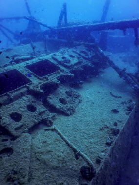 Gemi enkazındaki vahşi yaşam, sualtı dünyası yaban hayatı