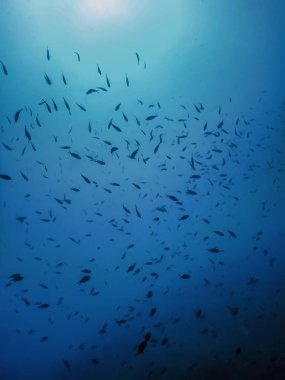 Su altı mavi arka plan su yüzeyi ve balıklar, vahşi yaşam