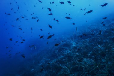 Deniz Yaşamı Su Altında Kayalar Güneş Işığı, Su Altında Yaşam, Vahşi Yaşam