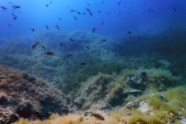 Deniz Yaşamı Su Altında Kayalar Güneş Işığı, Su Altında Yaşam, Vahşi Yaşam