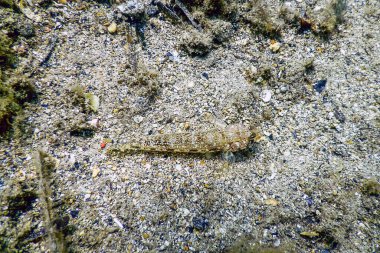Bucchich 'in Akdeniz keçi balığı (Gobius bucchichi) Vahşi Yaşam