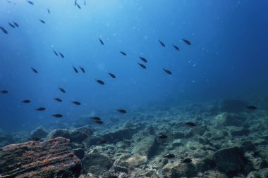 Deniz Yaşamı Su Altında Kayalar Güneş Işığı, Su Altında Yaşam, Vahşi Yaşam