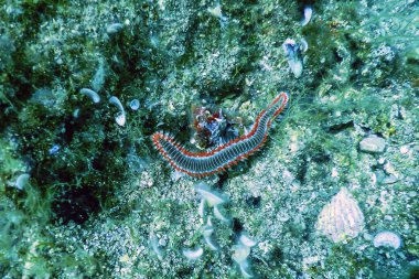 Sakallı Ateş Kurdu (Hermodice carunculata) Su altı Akdeniz Yaban Hayatı