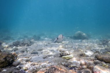 Güneş ışınları su altında kayalar ve deniz tabanında yüzen balıklarda çakıl taşları