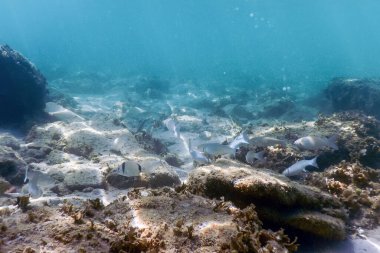 Sualtı Sahnesi Güneş Işığı, Su altı Hayatı.