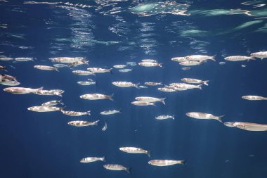 Suyun altındaki balık okulu. Suyun altındaki balıklar.