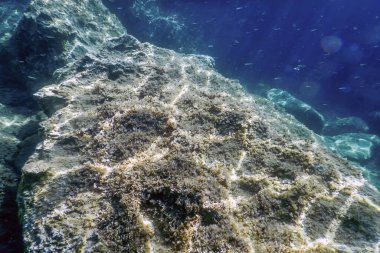 Deniz Yaşamı Su Altında Kayalar Güneş Işığı Altında Yaşam.