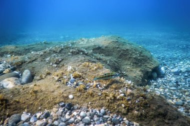 Deniz Yaşamı Su Altında Kayalar Güneş Işığı Altında Yaşam